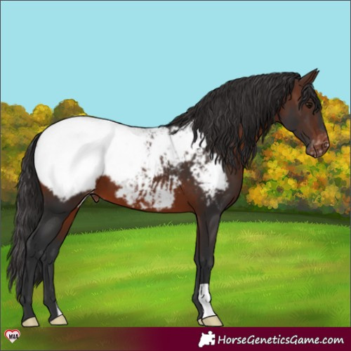 Horse Color:Brown Snowcap 