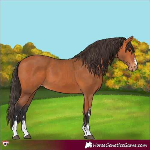 Horse Color:Bay Appaloosa 
