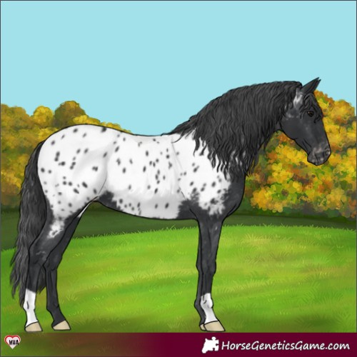 Horse Color:Black Appaloosa 