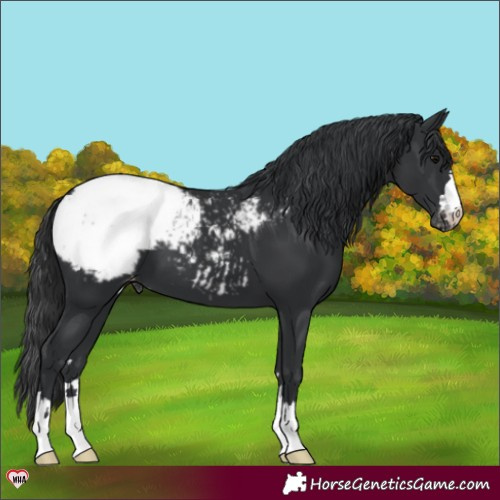 Horse Color:Black Appaloosa 