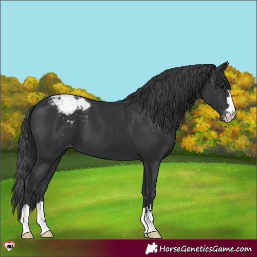 Horse Color:Black Appaloosa 