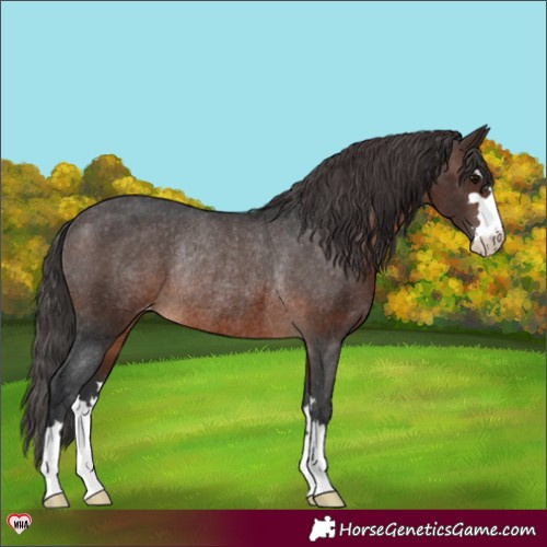 Horse Color:Brown Appaloosa Rabicano 