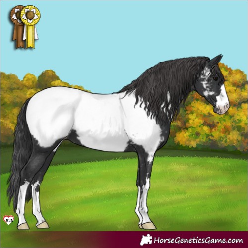 Horse Color:Black Appaloosa 