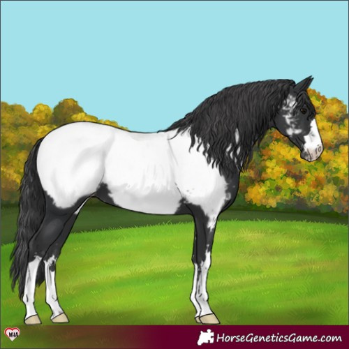 Horse Color:Black Appaloosa 
