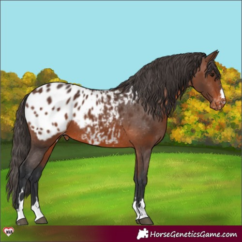 Horse Color:Brown Appaloosa 