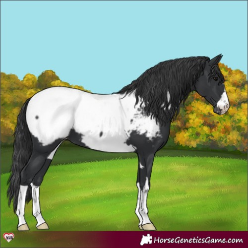 Horse Color:Black Appaloosa 