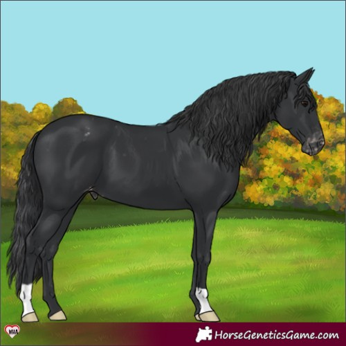 Horse Color:Black Appaloosa 
