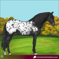 Horse Color:Black Appaloosa 
