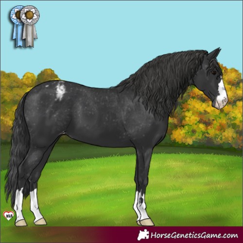 Horse Color:Black Appaloosa 