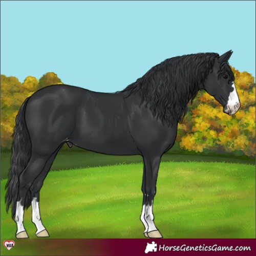 Horse Color:Black Appaloosa 