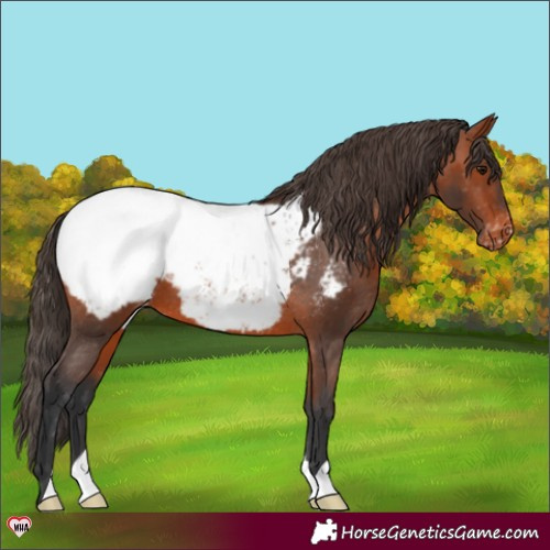 Horse Color:Bay Appaloosa 