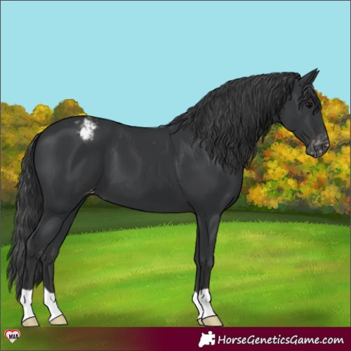 Horse Color:Black Appaloosa 