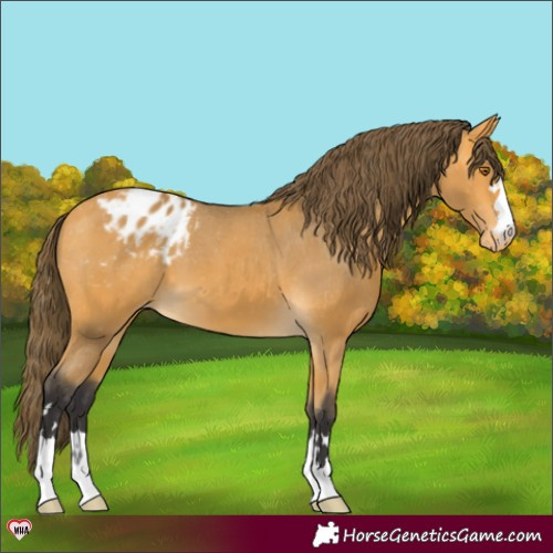 Horse Color:Buckskin Appaloosa 