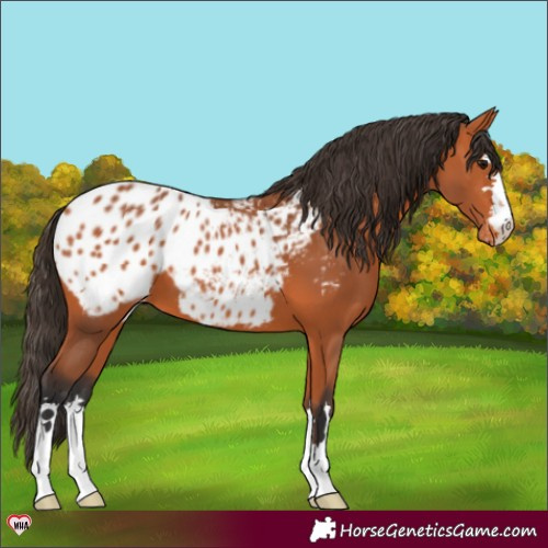 Horse Color:Bay Appaloosa 