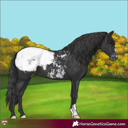 Horse Color:Black Appaloosa 