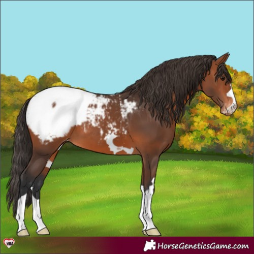 Horse Color:Bay Appaloosa 