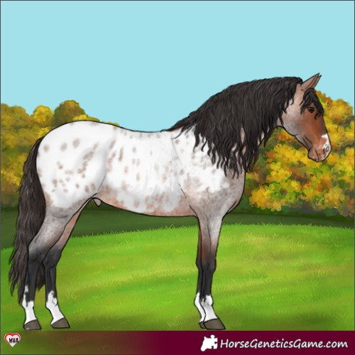 Horse Color:Bay Roan Appaloosa 