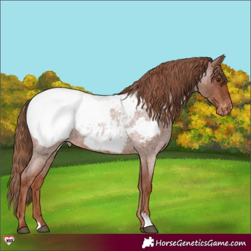 Horse Color:Red Roan Appaloosa 