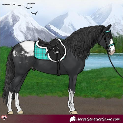 Horse Color:Black Appaloosa 