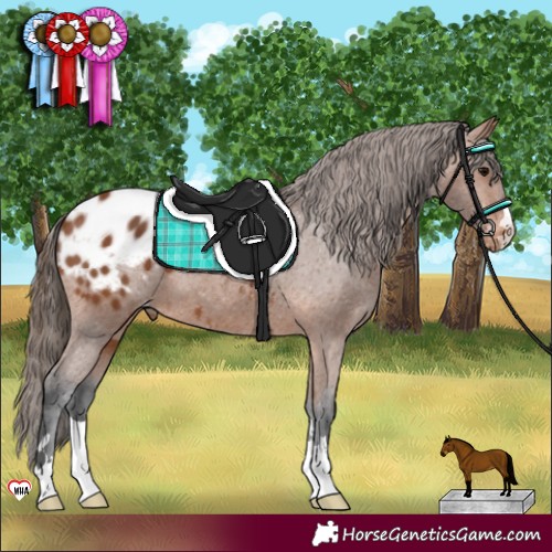Horse Color:Bay Appaloosa 