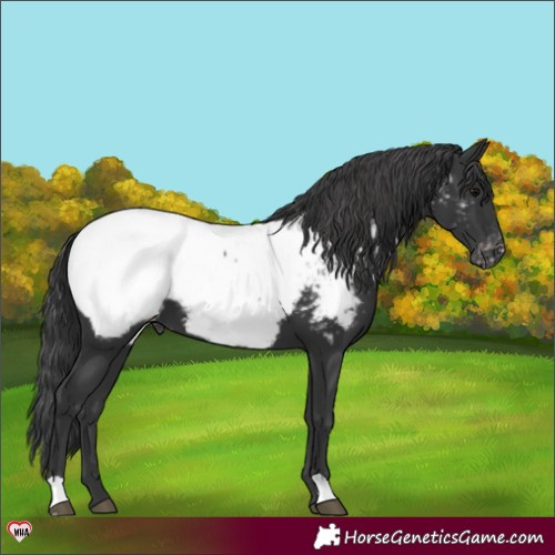 Horse Color:Black Appaloosa 