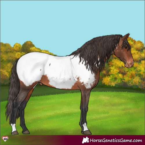 Horse Color:Brown Appaloosa 