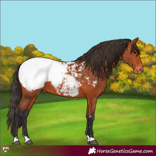Horse Color:Bay Snowcap 
