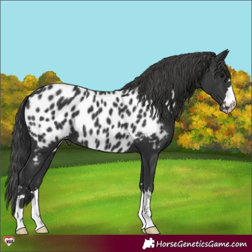 Horse Color:Black Appaloosa 