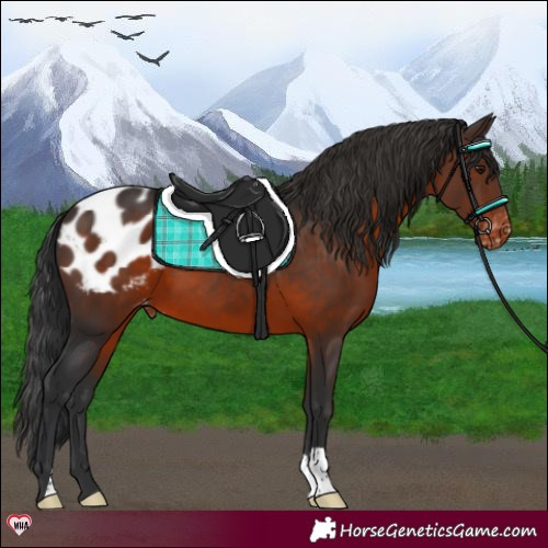 Horse Color:Brown Appaloosa 