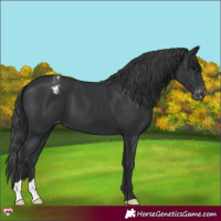 Horse Color:Black Appaloosa 