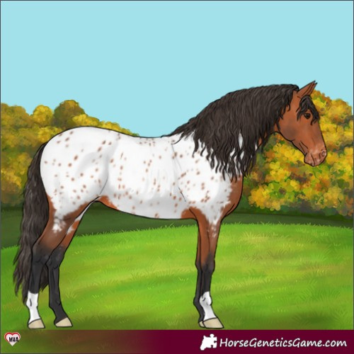 Horse Color:Bay Appaloosa 