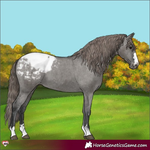 Horse Color:Grullo Snowcap 