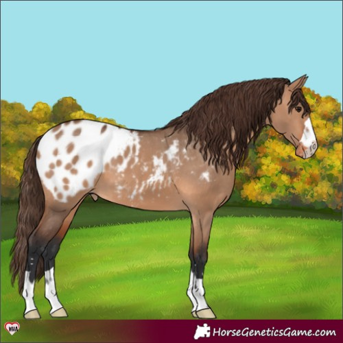 Horse Color:Bay Dun Appaloosa 