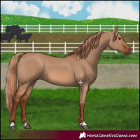 Horse Color:Red Dun 
