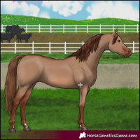 Horse Color:Red Dun 