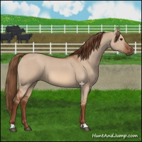 Horse Color:Red Dun 