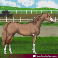 Horse Color:Red Dun 