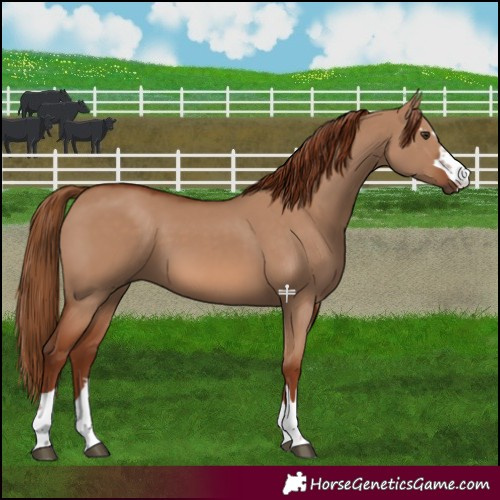 Horse Color:Red Dun