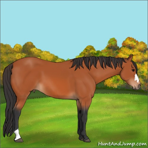 Horse Color:Bay 