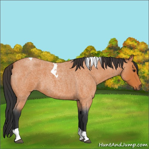 Horse Color:Bay Roan Tobiano