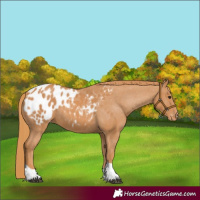 Horse Color:Chestnut Tobiano Blanket 