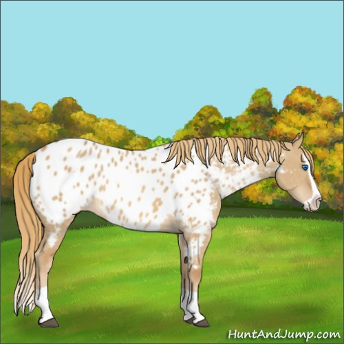 Horse Color:Red Dun Splash Appaloosa 
