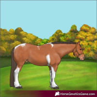 Horse Color:Bay Tobiano Varnish 