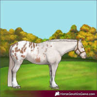 Horse Color:Sable Champagne Appaloosa 
