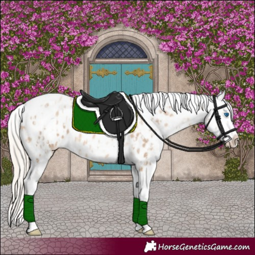 Horse Color:Chocolate Palomino Pearl Tobiano Frame Appaloosa  and Chocolate Palomino Pearl Tobiano Frame Appaloosa 