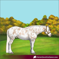 Horse Color:Chocolate Palomino Pearl Tobiano Frame Appaloosa and Chocolate Palomino Pearl Tobiano Frame Appaloosa