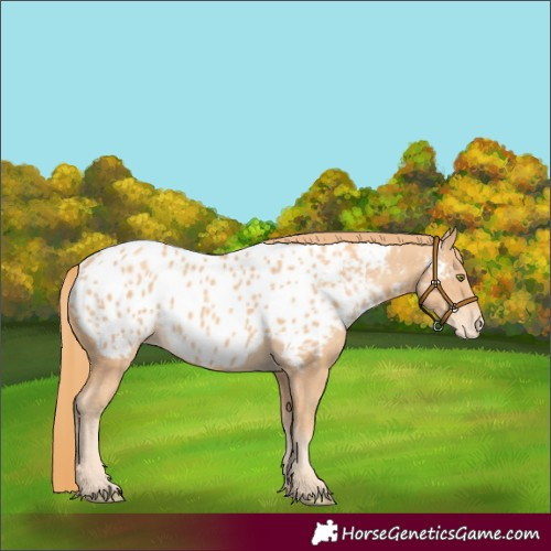 Horse Color:Gold Champagne Appaloosa Rabicano