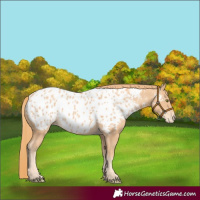 Horse Color:Gold Champagne Appaloosa Rabicano 