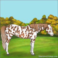 Horse Color:Chestnut Splash Appaloosa 