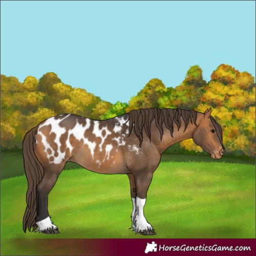 Horse Color:Buckskin Tobiano Appaloosa 